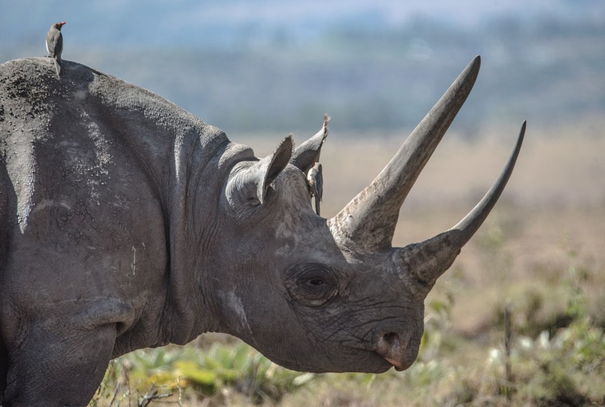 Tracking Rhino on Foot
