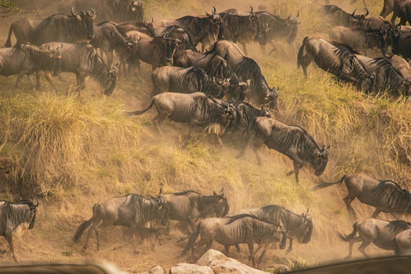 Safari vehicle at sunrise on the open plains